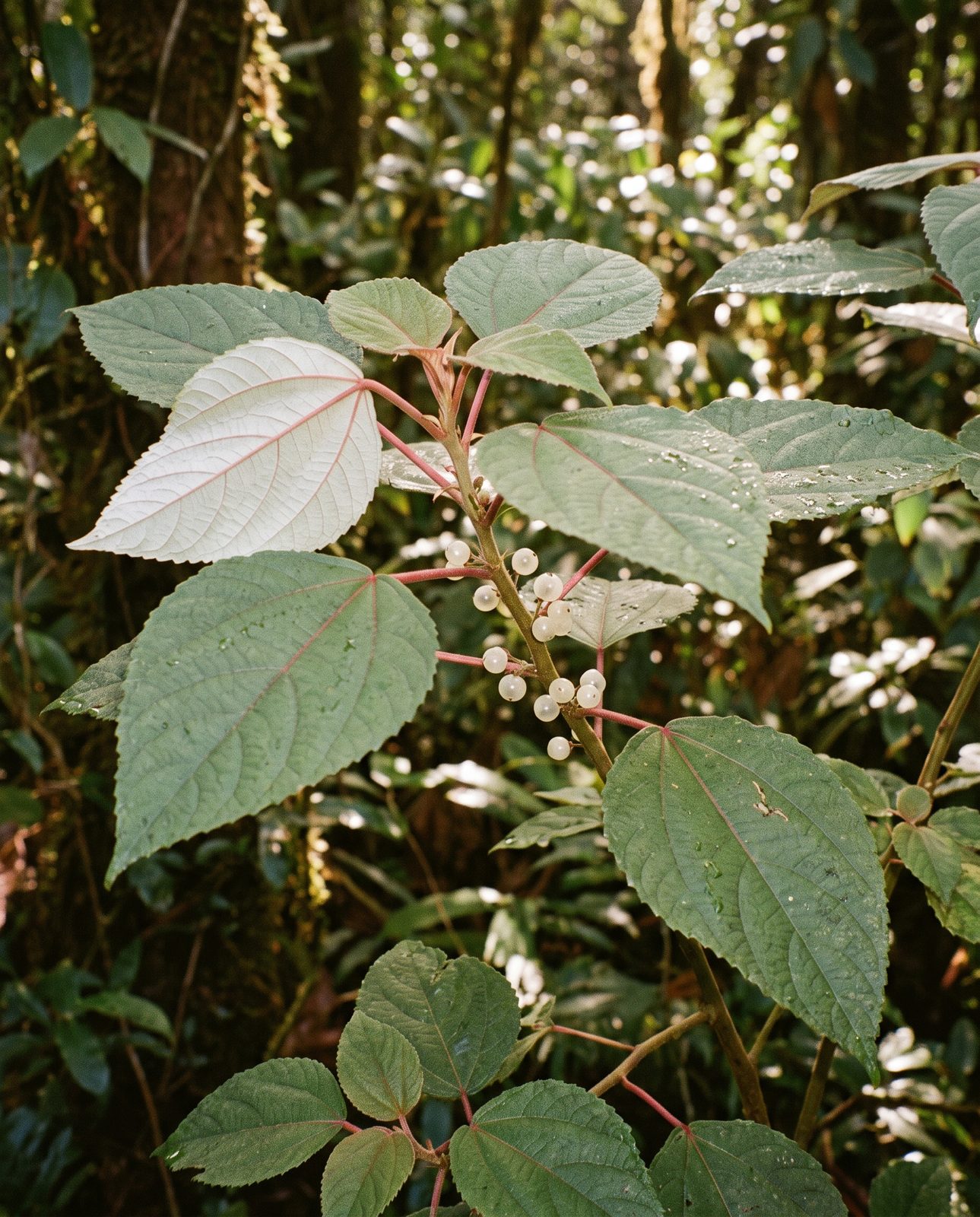 Māmaki leaves with red veins growing wild in a Hawaiian forest