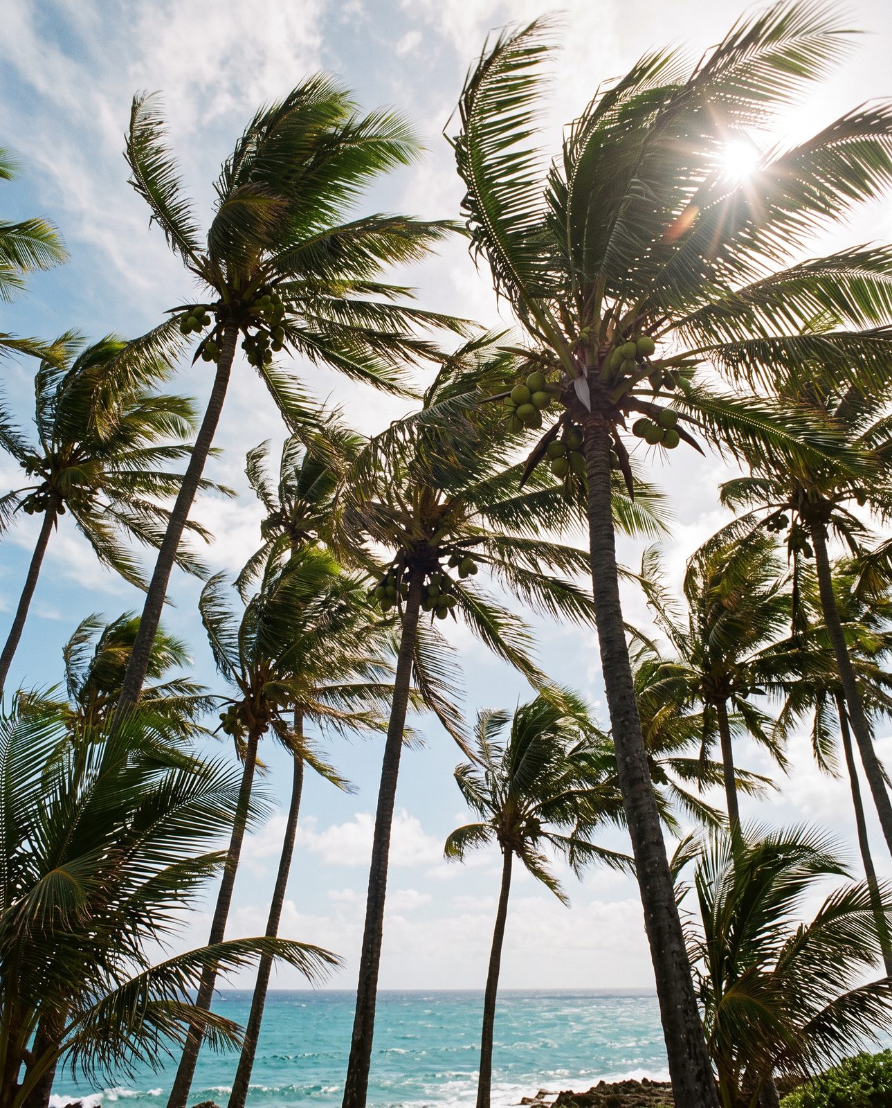 Coconut palms swaying in the trade wind